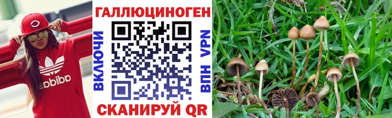 Галлюциногенные грибы Cubensis  Чудово 